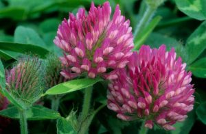 herbs for liver herbs for liver, liver detox, what does the liver do