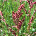 herbs for liver sheep sorrel, herbs for liver, liver detox, what does the liver do