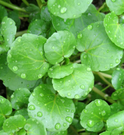 herbs for liver watercress, herbs for liver, liver detox, what does the liver do