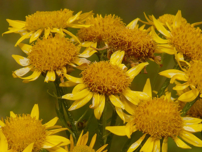 arnica-flowers