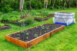 grow-your-own-food-300x199