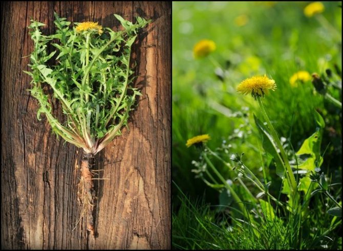 dandelion root benefits dandelion root benefits, protein smoothie