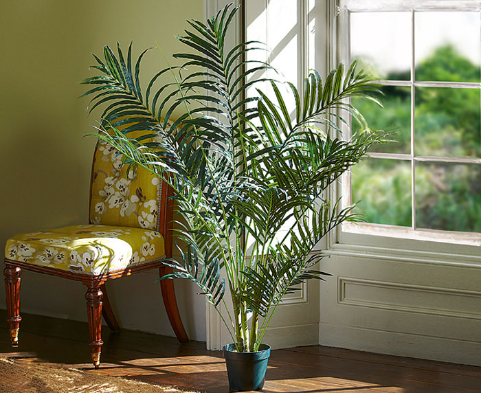 Areca-Palm1
