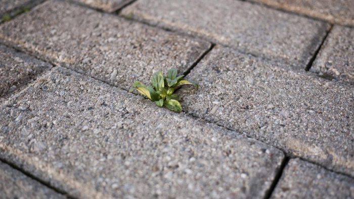 can-kill-weeds-driveway_25dafed9d38af012