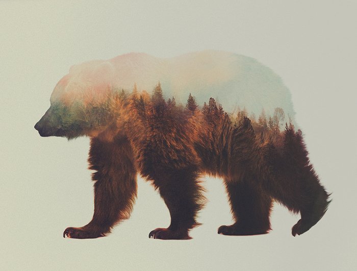 bear art