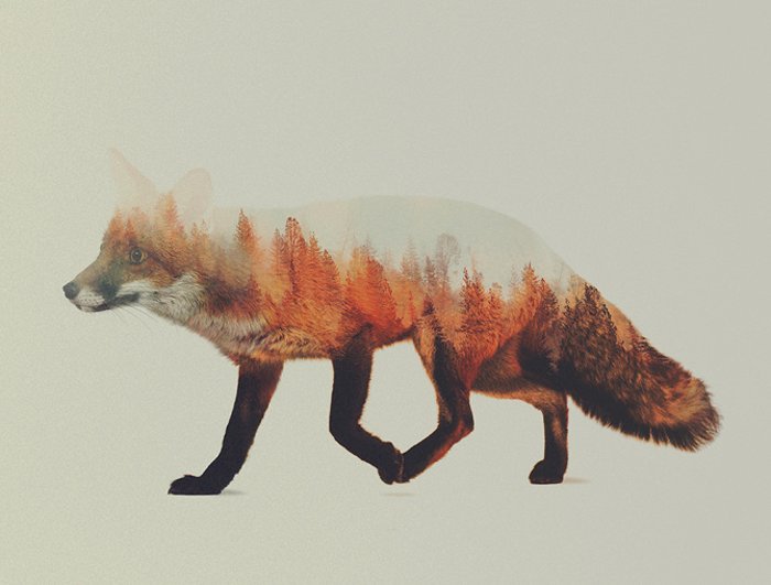 fox art