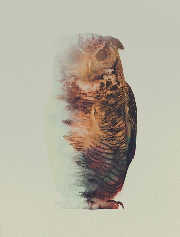 owl art