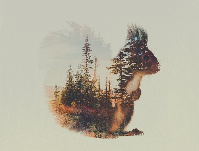 squirrel art