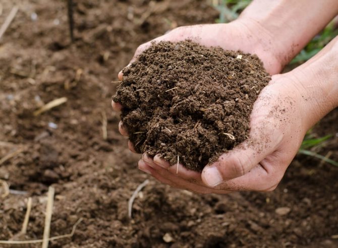 compost
