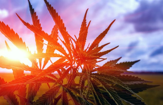 marijuana IBD crohn's inflammation