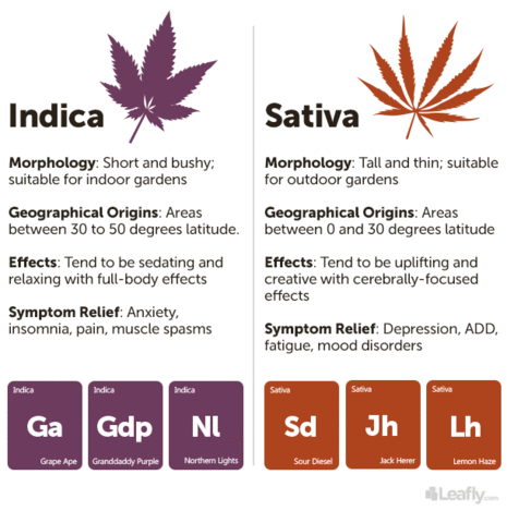 cannabis, cannabinoids, medicinal marijuana, cannabis benefits
