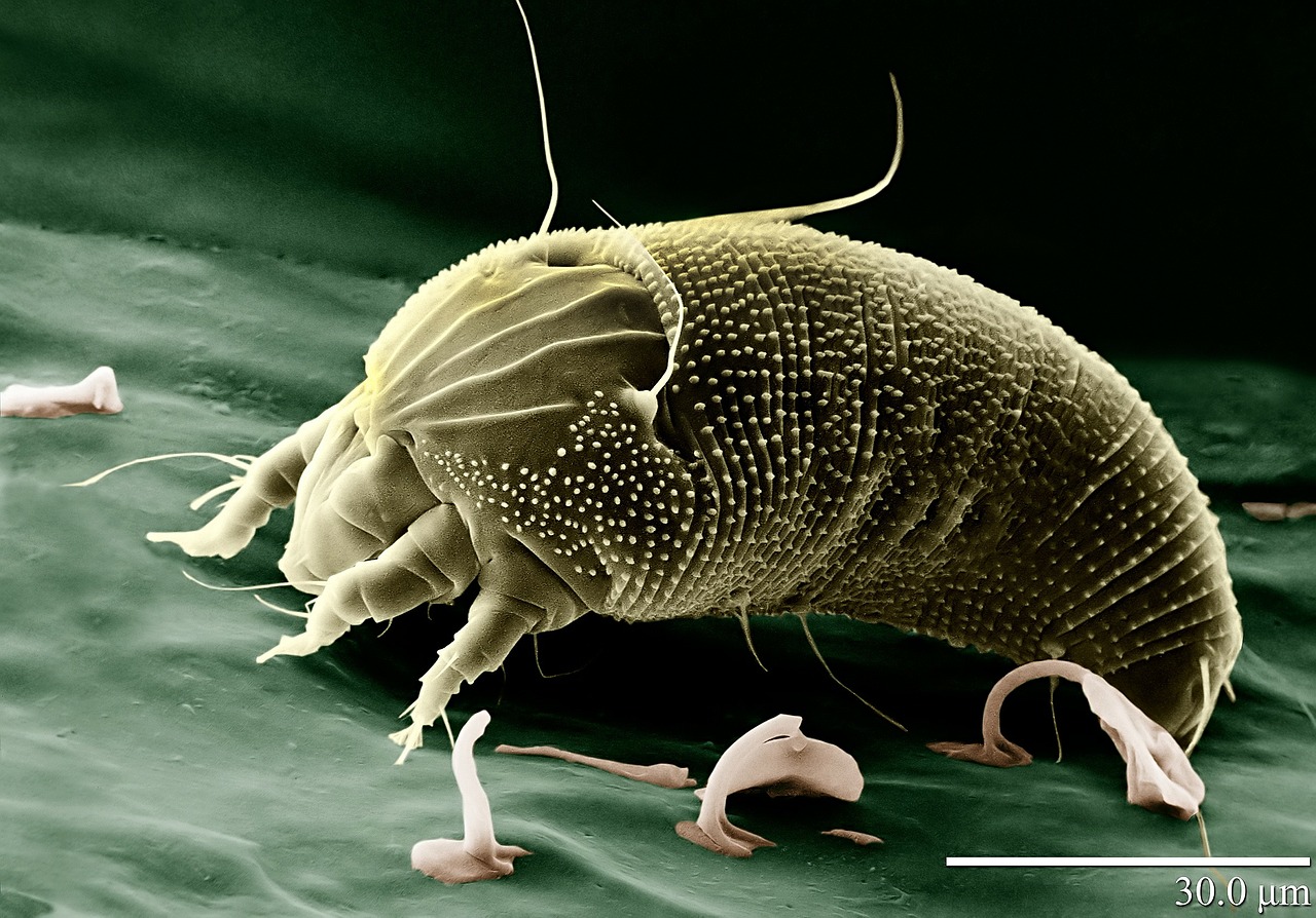 mite
