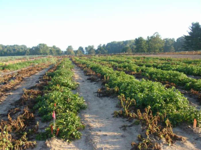 potato late blight gmo potatoes, late blight