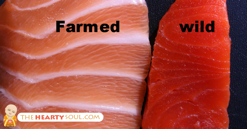 farmed vs wild salmon