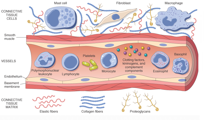 Cellular Components of Inflammation
