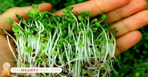 Why 3-Day-Old Broccoli Sprouts Contain 100X More Antioxidant Power Than Big Broccoli broccoli sprout benefits