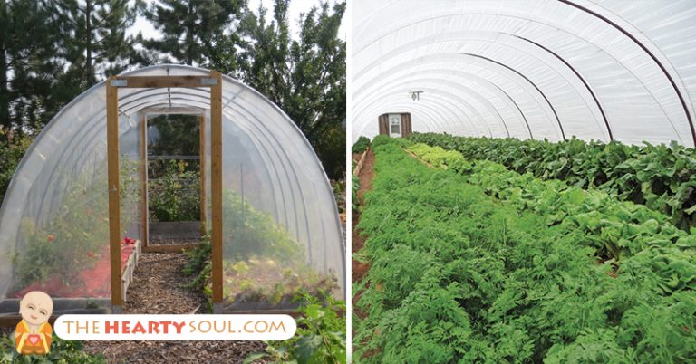 How to Build Your Own Food-FILLED Greenhouse For $500 in Just 2 Days - Featured image