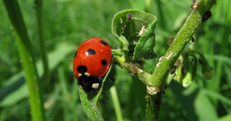 5 Helpful Insects You Shouldn't Kill