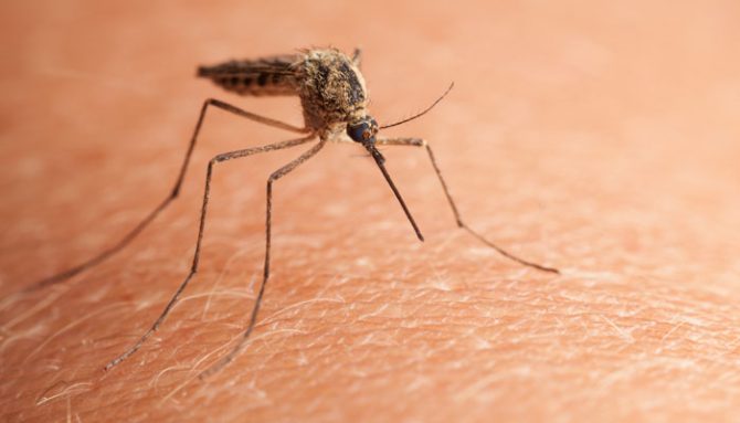 mosquito-bite-remedy