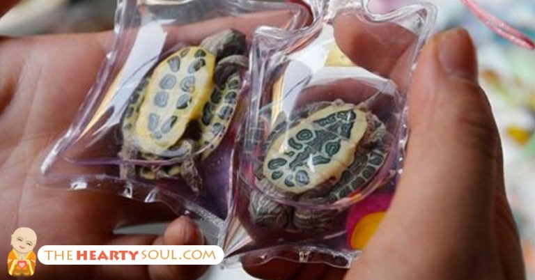 Live Animals Are Being Stuck Inside Tiny Plastic Keychains In China And Sold As Jewelry - Featured image