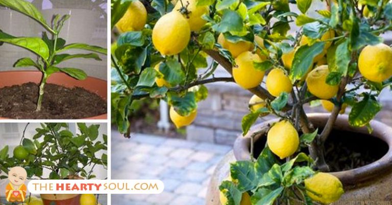 How To Grow An Unlimited Supply Of Lemons Using Just 1 Seed - Featured image