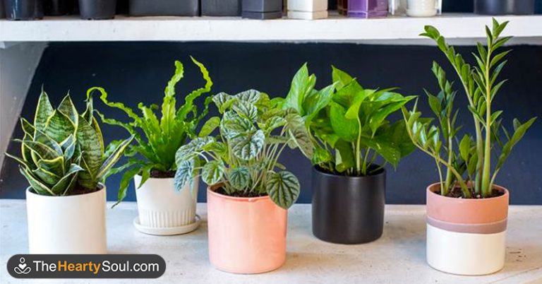 Use These 5 Plants to Help Calm Your Nerves and Have a More Restful Sleep - Featured image