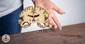 cross section of brain with dusty desk in background