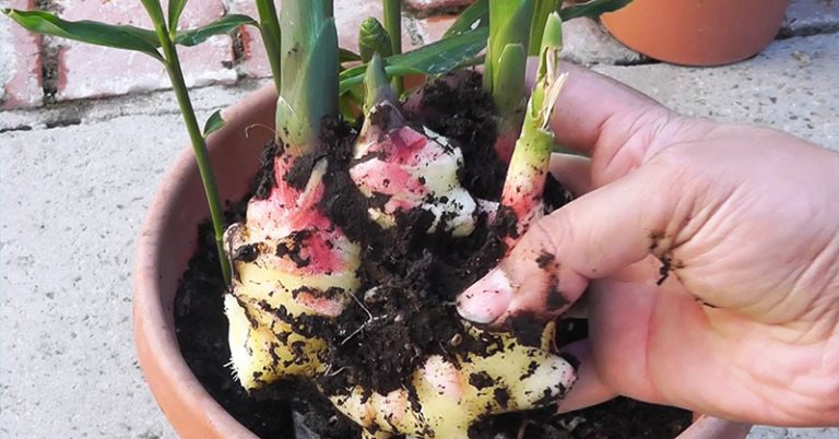3 types of people who should never use ginger – it can cause serious health problems! - Featured image