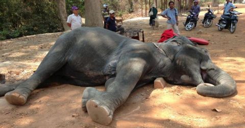elephant dies elephant ride