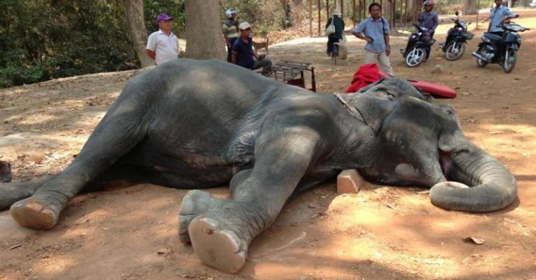Overworked Elephant Drops Dead After Forced to Give Rides in 100 Degree Heat - Featured image