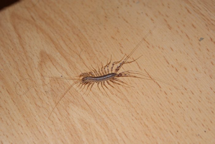 house centipede