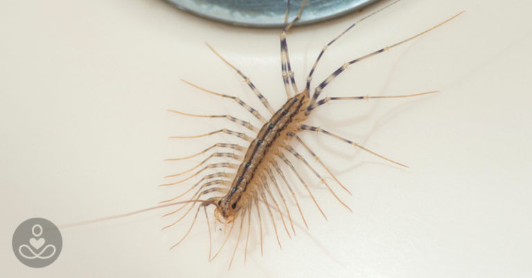 Why You Should Never Ever Kill A House Centipede If You Find One Inside Of Your Home - Featured image
