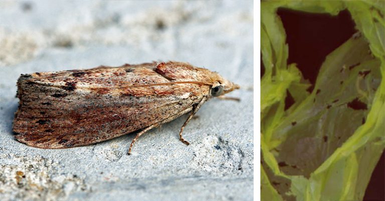 Mother nature never ceases to amaze with a bug that can actually digest plastic - Featured image