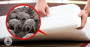 Most mattresses are filled with mold, mites and chemicals - here is how to know how to clean a mattress