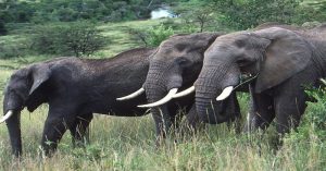Millionaire US Big Game Hunter Killed by Elephants While Hunting Antelope elephants