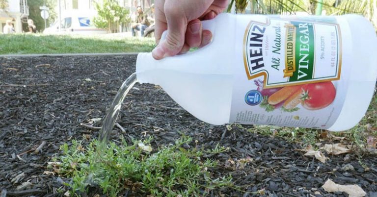 10 Amazing Things that Happen When You Use Vinegar in Your Garden - Featured image