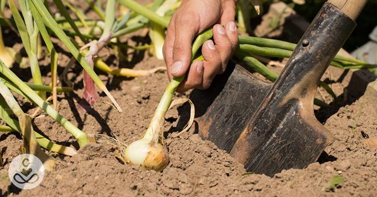 How to Plant a Garden that Can Help Supply You With Food Year All Year - Featured image