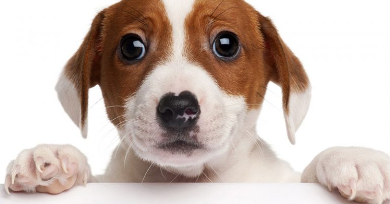 Study Shows That Your Dog Is Deliberately Manipulating You - Featured image