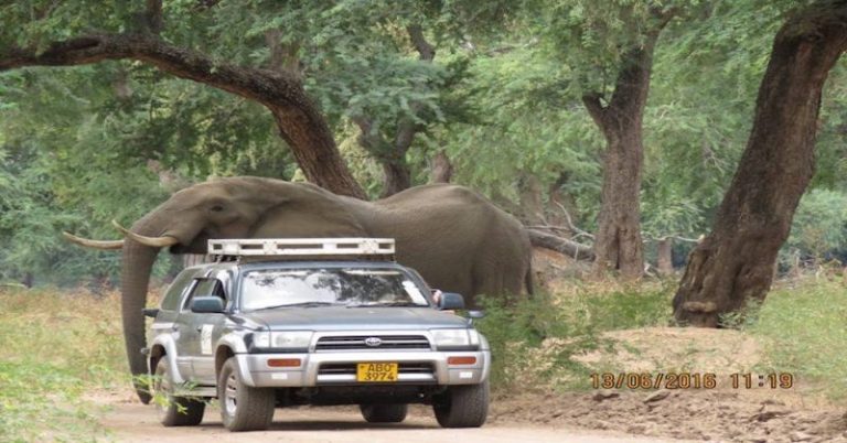 Gentle Elephant Shot In Head Walks Up To Truck To Ask For Help - Featured image