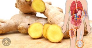 12 Health Benefits Of Ginger - Nausea, Pain, Inflammation, Heart Burn, And More Close up of ginger, sliced, with illustration of human body revealing internal anatomy