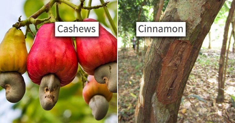 12 Photos That Prove We Have No Idea How Food Grows - Featured image