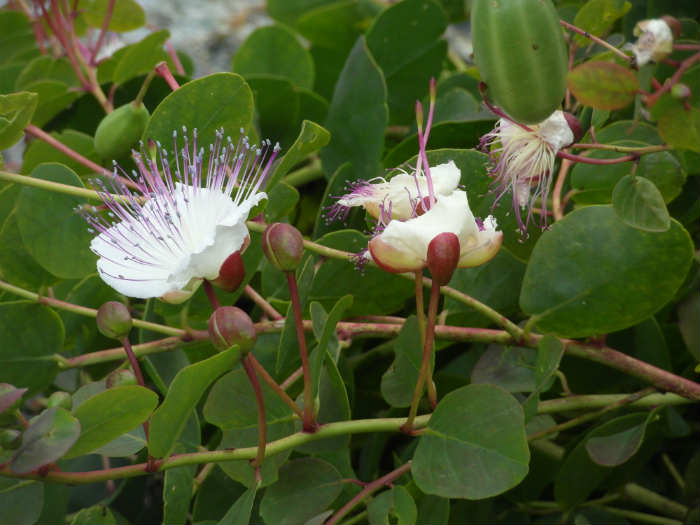 How Capers Grow - Capers Plant