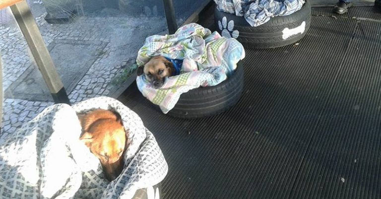 Bus Terminal Opens Their Doors to Shelter Stray Dogs - Featured image
