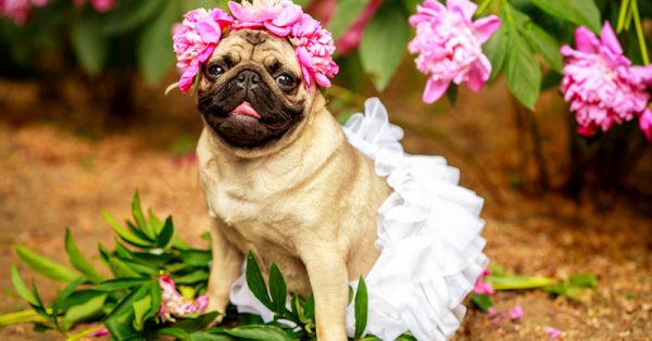 Vets Issue Stark Warning About Certain Breeds Of Dogs