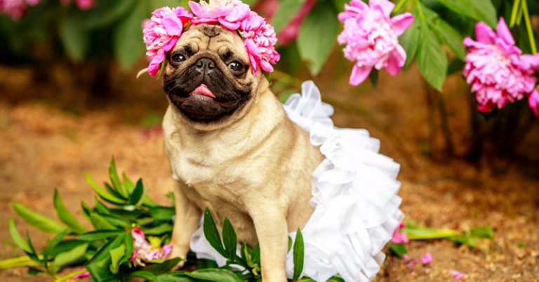 Vets Issue Stark Warning About Certain Breeds Of Dogs - Featured image