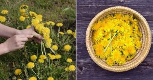 25 Reasons To Go & Pick Dandelions Right Now Apr09_Part01_03_Dandelions