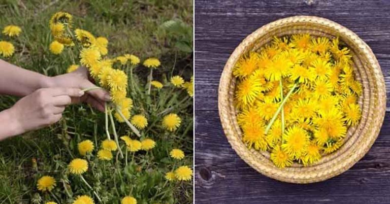 25 Reasons To Go & Pick Dandelions Right Now - Featured image