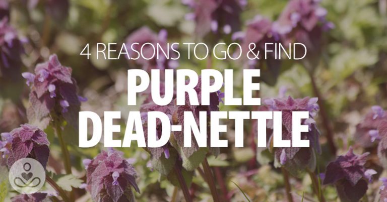 4 Reasons To Go & Find Purple Dead-Nettle - Featured image