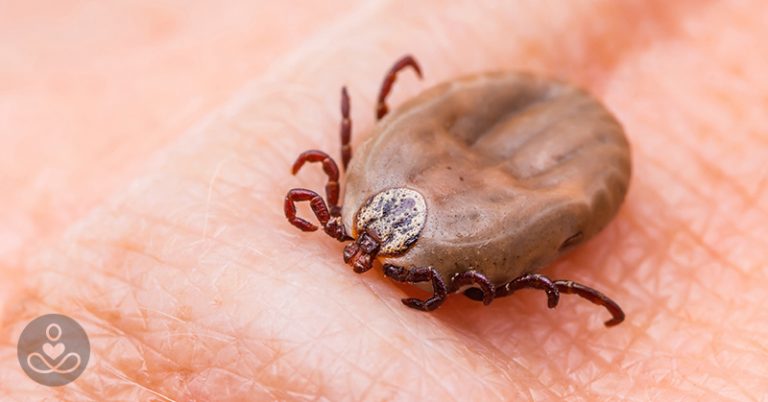 Summer is Here… So are the Ticks - Featured image