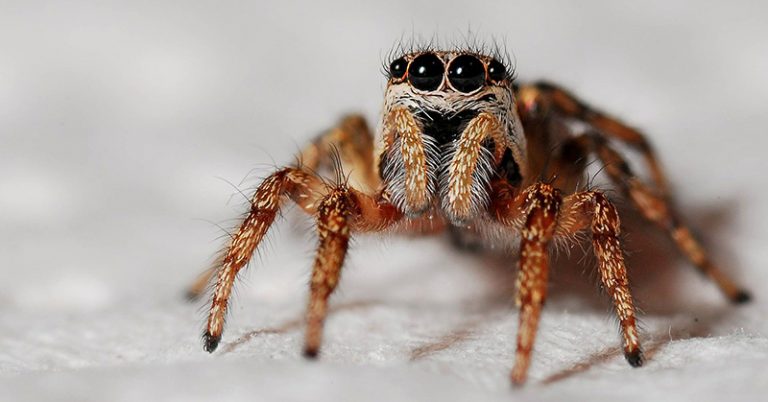 Entomologist Explains How Common House Spiders Can Actually Keep Our Homes Safer - Featured image
